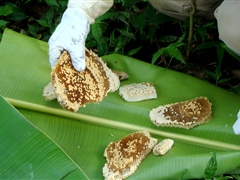 Surveying for bee diseases in Makira - Wild honeycomb